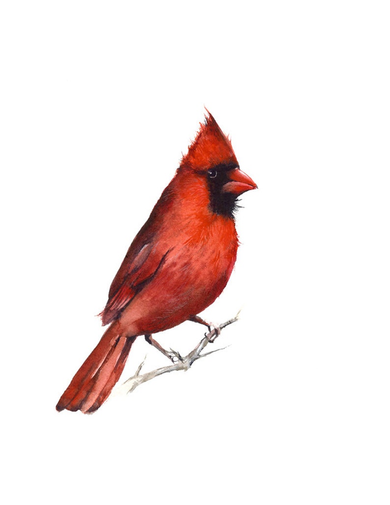 Bird art, Cardinal Watercolor Art Print, watercolor painting, bird watercolor, bird art print, cardinal painting image 2