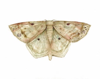 Large Lace Border Moth - Scopula limboundata Print