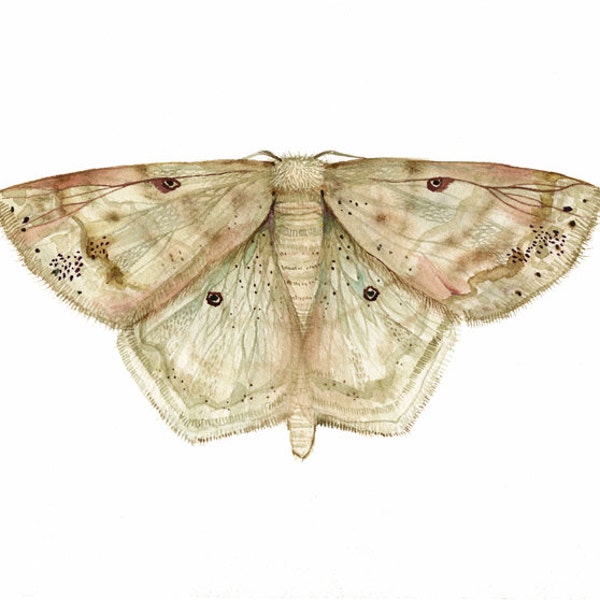 Large Lace Border Moth - Scopula limboundata Print