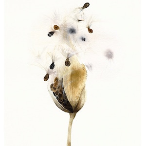 botanical art, milkweed, prairie,  milkweed pod - botanical art