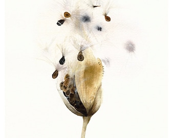 botanical art, milkweed, prairie,  milkweed pod - botanical art