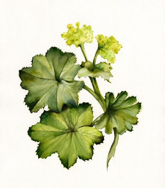 Ladies mantle 2024