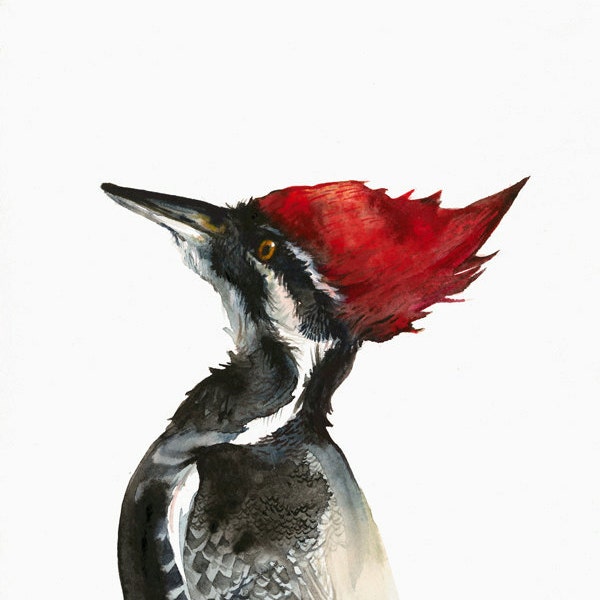 Pileated Woodpecker watercolor painting-Archival print- Woodpecker art