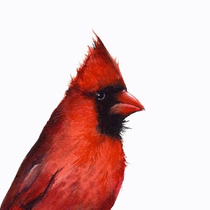 Bird art, Cardinal Watercolor Art Print, watercolor painting, bird watercolor, bird art print, cardinal painting image 1