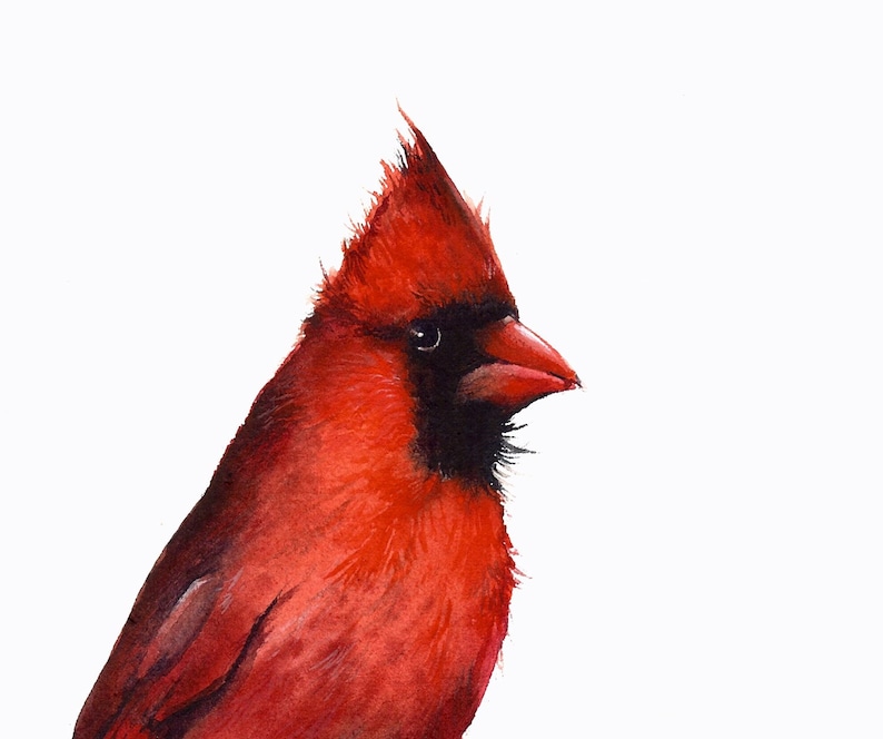 Bird art, Cardinal Watercolor Art Print, watercolor painting, bird watercolor, bird art print, cardinal painting image 1