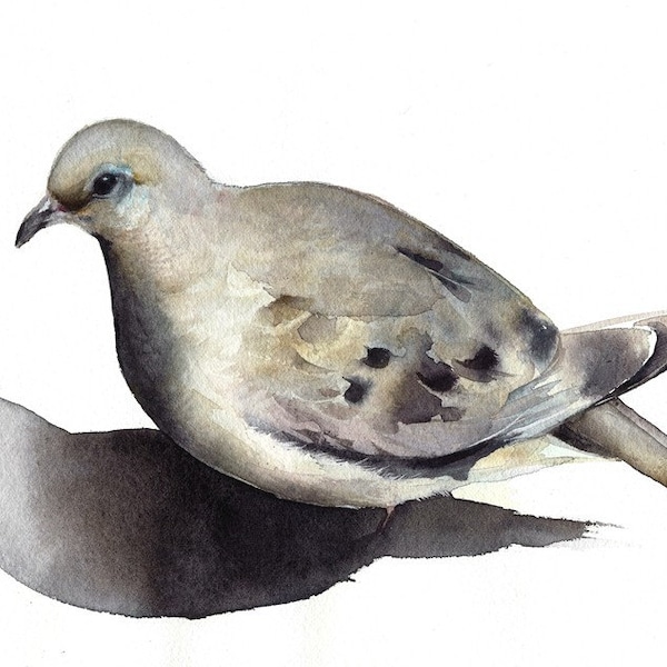 Mourning Dove- bird watercolor-Archival print -watercolor painting print