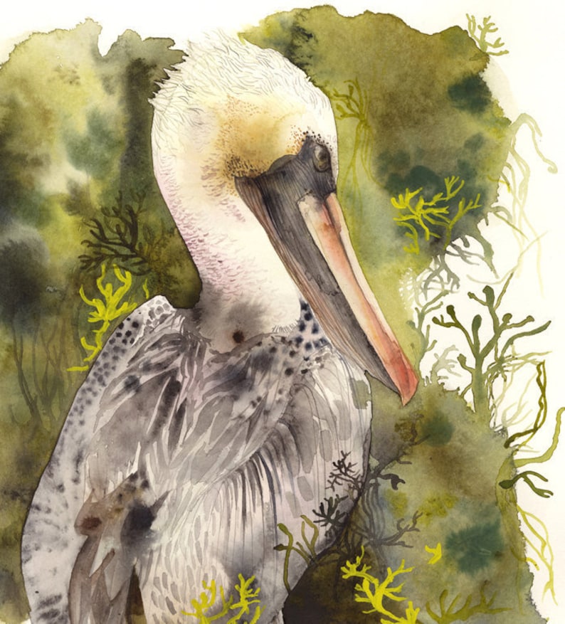 Brown Pelican Print, nature sea bird, pelican art, watercolor painting, print image 1