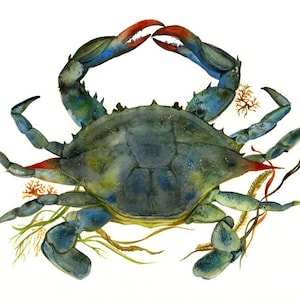 Crab watercolor-crab Art-Beach House Decor, Blue Crab Print-ocean, beach, nautical,decor