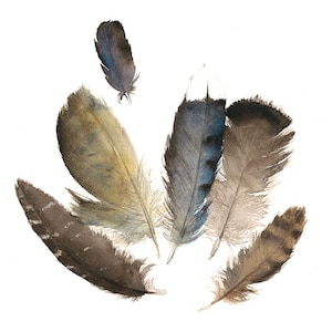 Found Feathers No. 4- print of watercolor