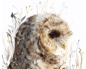 Owl watercolor art- Spotted Owl -print after original watercolor