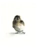 bird painting, bird watercolor, watercolor print, bird- Tiny - bird art, nature, watercolor painting, print 