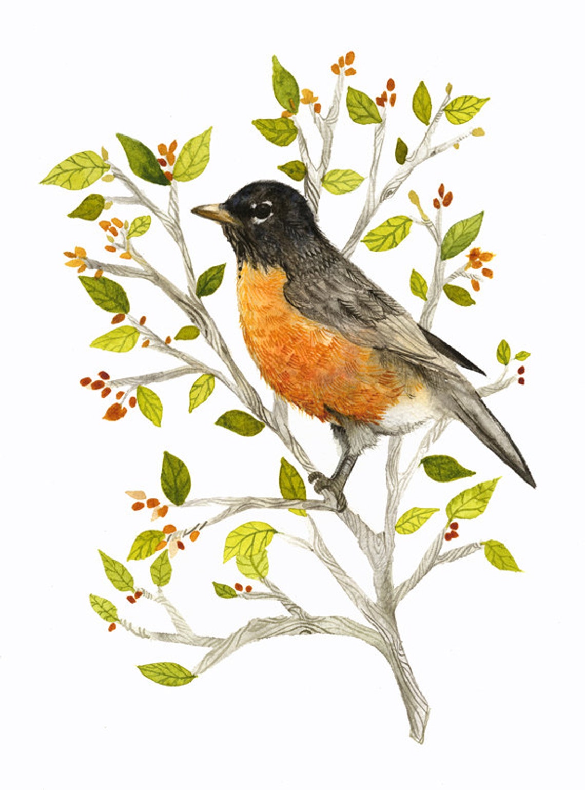 American Robin Watercolor PRINT Etsy