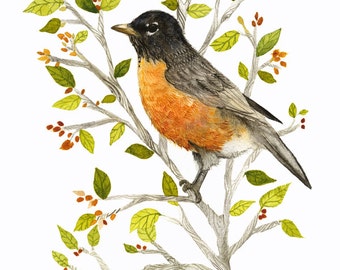 American Robin watercolor PRINT