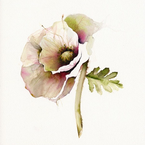 poppy art, floral, french country, nature, cream, minimalist, flower, cottage decor-Poppy Art- Archival print of watercolor- bontanical art