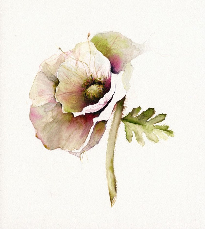 poppy art, floral, french country, nature, cream, minimalist, flower, cottage decor-Poppy Art Archival print of watercolor bontanical art image 1