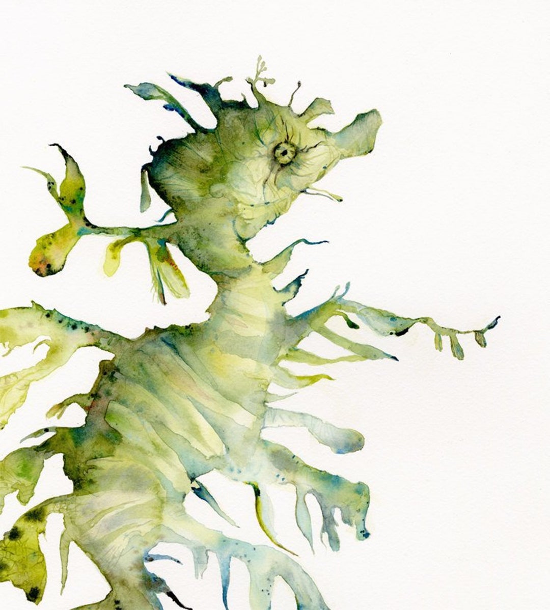 leafy sea dragon drawing