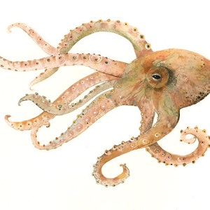 Octopus no. 2 Large Archival print of Watercolor painting