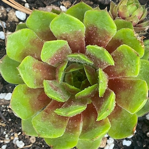 10 Succulents / 10 Different Varieties Hen and Chick / Sempervivum Lot Cold Hardy