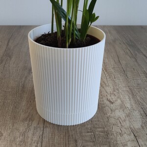 以下が含まれることがあります： 白いリブ付きのプラスチック製のプランターに緑色の植物が入っています。植物は長く細い葉をしています。