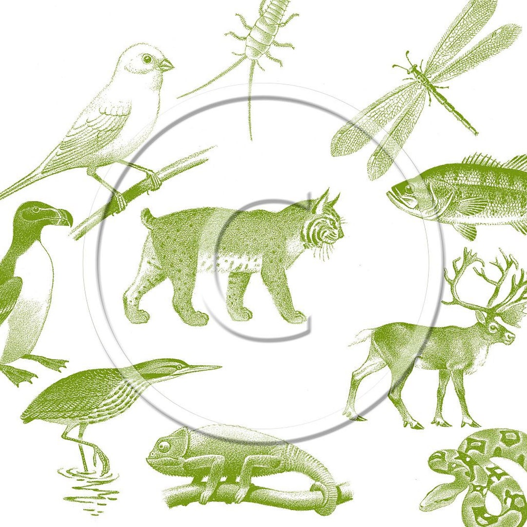 Wildlife Set 1 Brushes Set of 26 Different Etsy