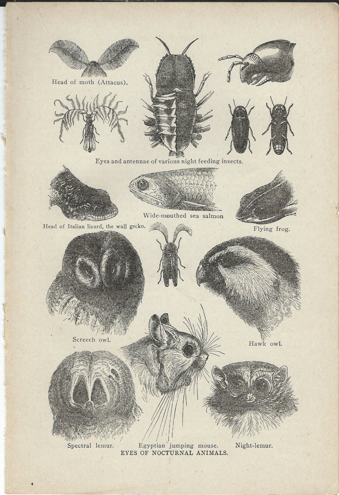 1917 Vintage Book Plate Eyes of Nocturnal Animals / Vintage - Etsy 1917 Vintage Book Plate Eyes of Nocturnal Animals / Vintage - Etsy