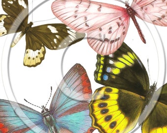 Digital PNG Files - Butterflies-  Digital, Download, Digital Graphics