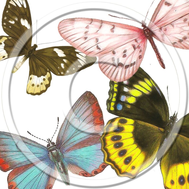 Digital PNG Files Butterflies Digital, Download, Digital Graphics image 1