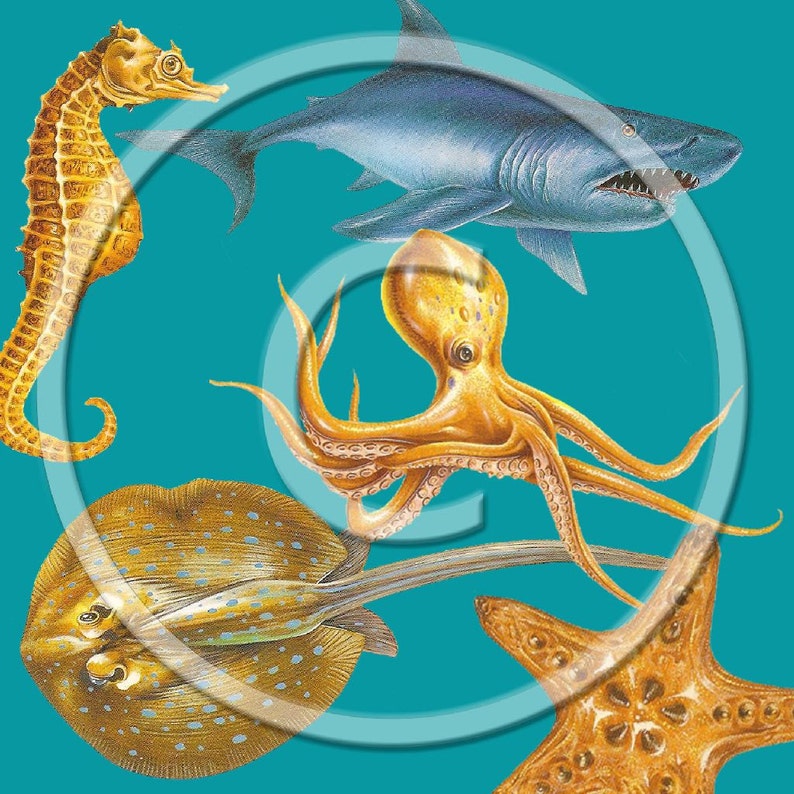 Digital PNG Files Sea Life Digital, Download, Digital Graphics image 2