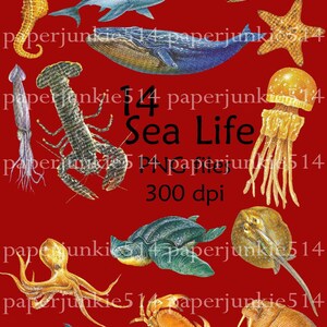 Digital PNG Files Sea Life Digital, Download, Digital Graphics image 1