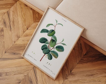Alpine Buckthorn | Plant Print | Nature Print | Vintage Art Print | Plant Painting | Printable Wall Art | Digital Download