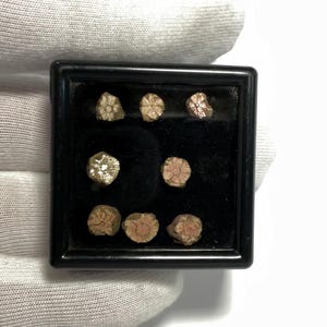 May include: A collection of small, golden-coloured pyrite specimens displayed in a black, square frame. The pyrite crystals have a unique, radial pattern and are set against a black background.