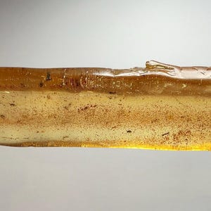 May include: A piece of amber, a fossilised tree resin, is held by a gloved hand. The amber is a translucent, golden-yellow colour with small inclusions and a rough texture. The amber is approximately 10 cm long.