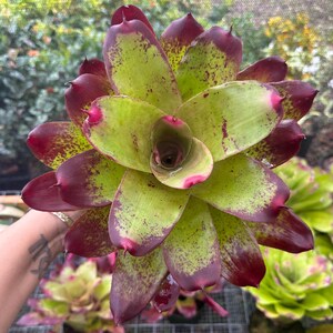 レスリー・セイヤー ネクタリンフロムザガーデン　17/21 il_300x300.7186650206_h8bw.jpg