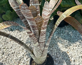 BROMELIAD Aechmea AQUILEGA VARIEGATED Large Grower Sun Lover