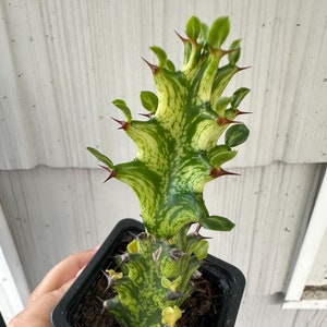 Live cactus - Variegated euphorbia lactea