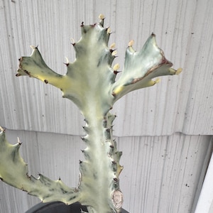 Live cactus - Rooted Ghost euphorbia