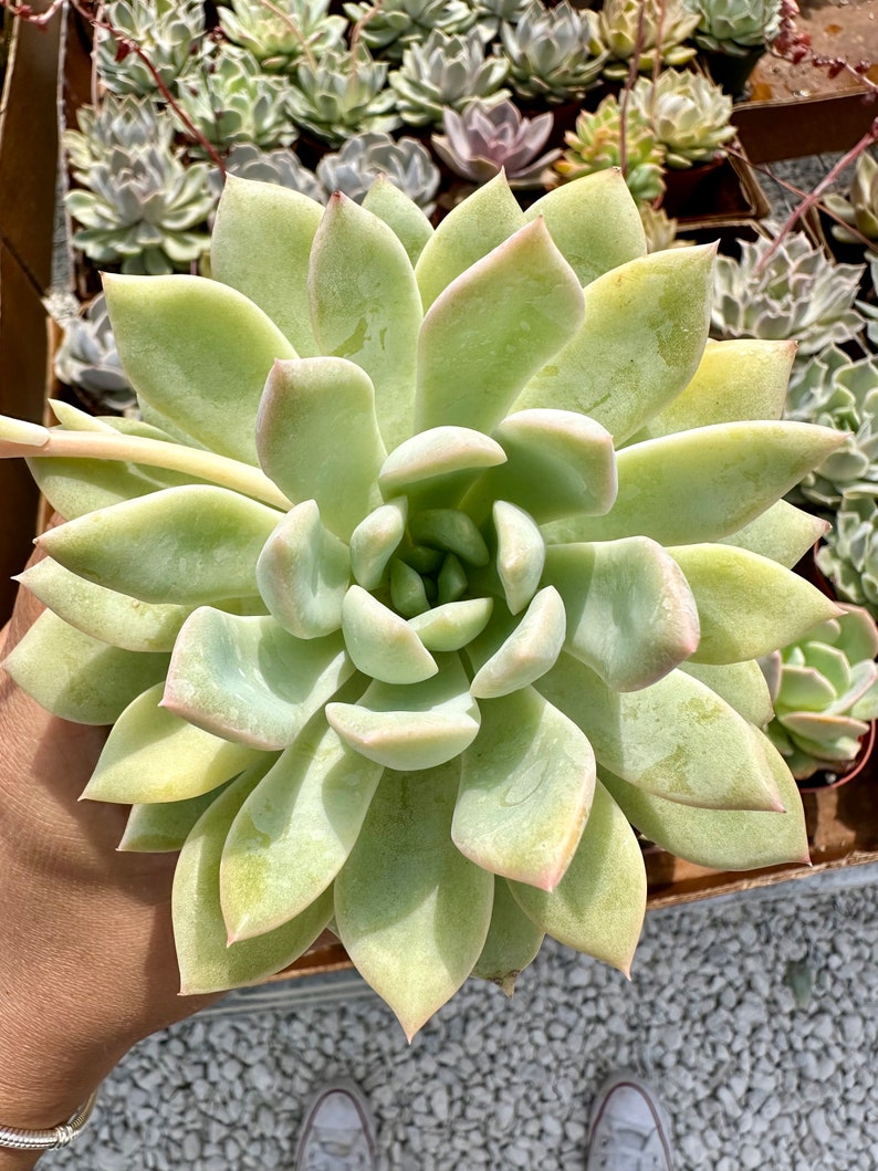 Echeveria prolifica is a succulent to propagate easily