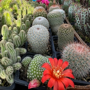 Live cactus - 4&quot; Cactus and Euphorbia assortments
