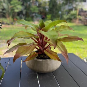 Live Bromeliad - Aechmea &quot;Tayoensis&quot;