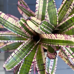Live Rare Bromeliad - Neoregelia &quot;Banshee&quot;