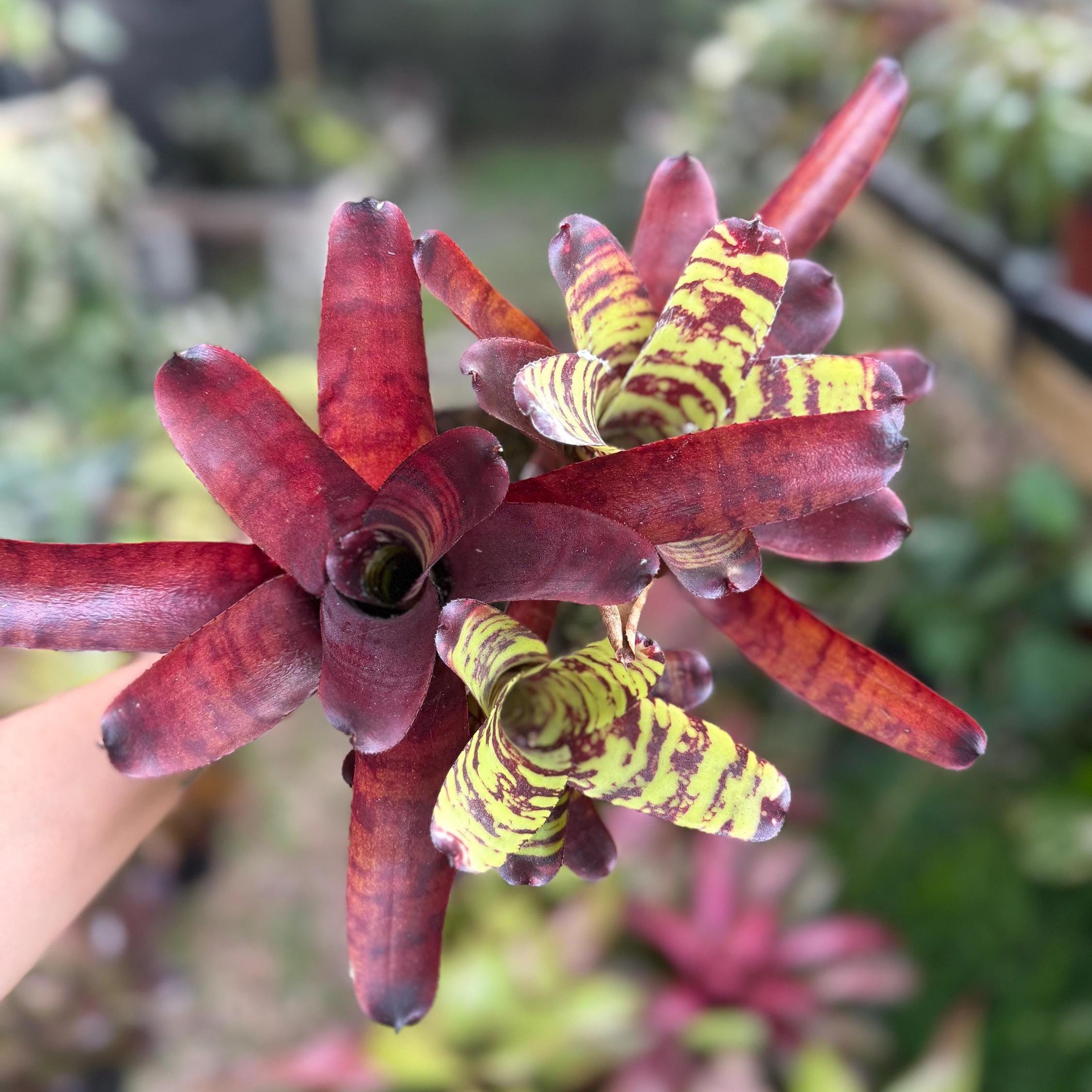 Live bromeliad - Neoregelia "Guacamole"
