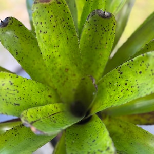 Live bromeliad- Neo Olens &quot;Brazil&quot;