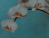 Orchid Blue Sky Matte Print