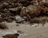 Elephant Seal Yawning Matte Print