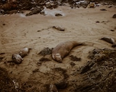 Elephant Seal Beaching Matte Print