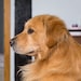 DogLoverIT