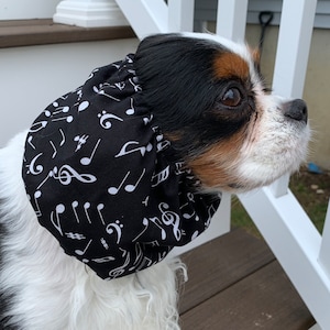May include: A Cavalier King Charles Spaniel wearing a black ear wrap. The wrap is patterned with white musical notes and symbols. The dog has a tricolor coat of black, white, and brown.