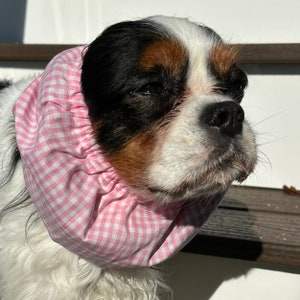 Könnte beinhalten: Ein Cavalier King Charles Spaniel trägt einen rosa-weiß karierten Stoff-Snood. Der Hund hat eine schwarze Nase, braune und schwarze Abzeichen und weißes Fell. Der Snood bedeckt die Ohren und den Hals des Hundes.