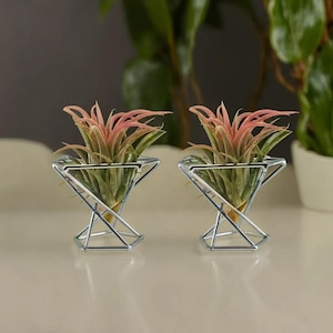Pianta aerea tillandsia immagini e fotografie stock ad alta risoluzione