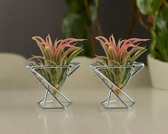 Juego de 2 soportes geométricos para plantas aéreas / Estante para exhibir suculentas / Soporte metálico para tillandsias / Soporte para plantas aéreas / Exhibidor de plantas aéreas